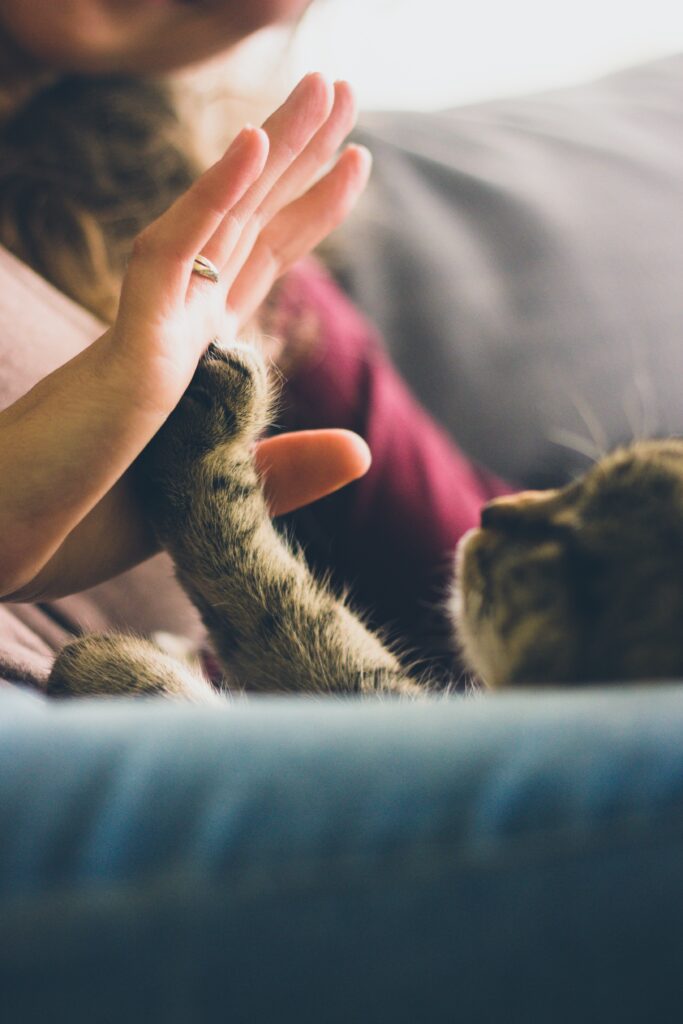 Pet Relocation Service About Us