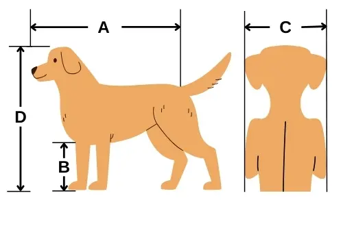 dog-measurement.webp